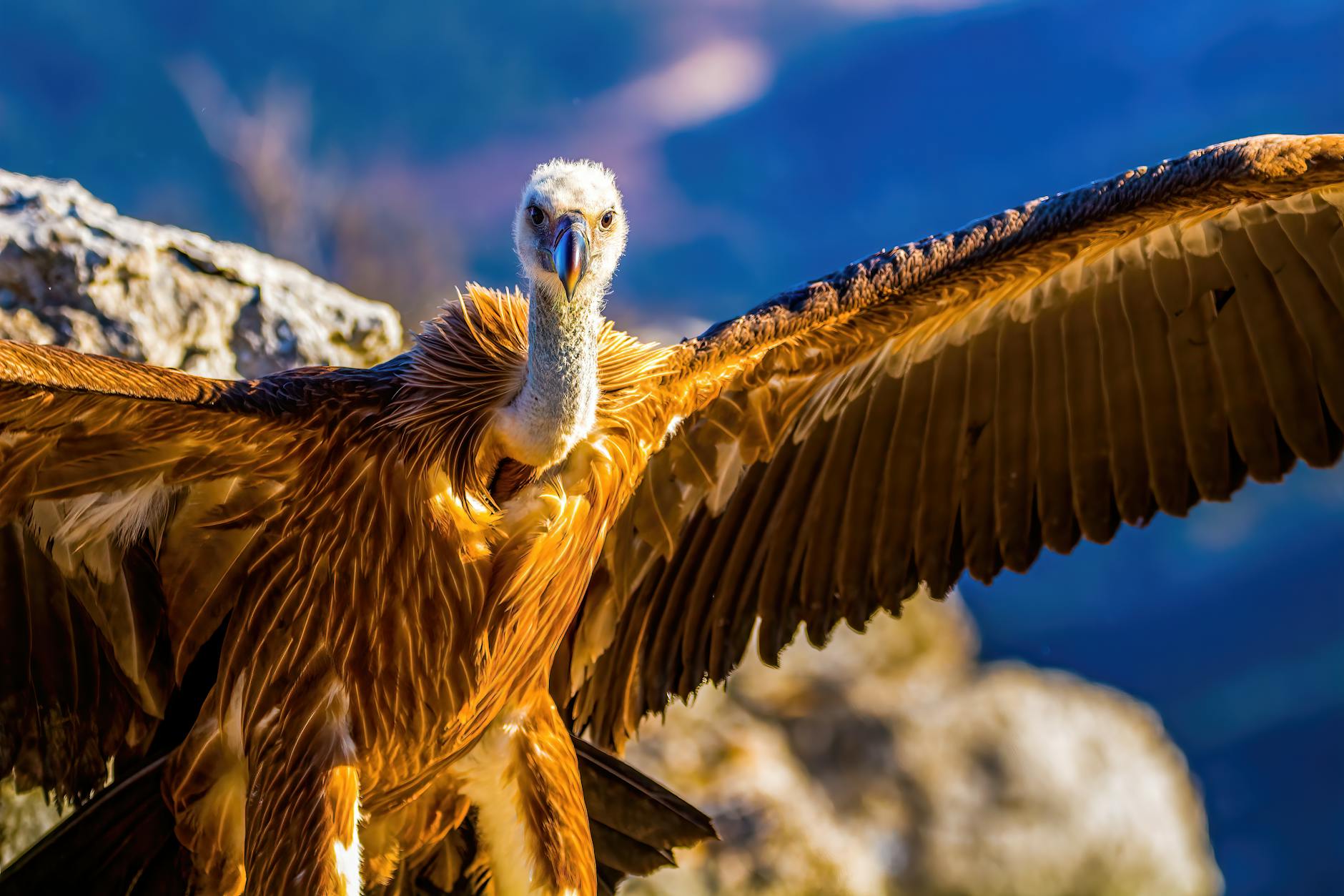 Gorges de la Jonte 2026 : randonnée et observation des vautours fauves