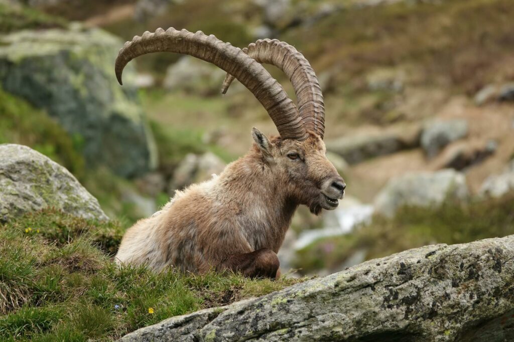 Parc national du Mercantour 2026 : randonnée, loups et Vallée des Merveilles