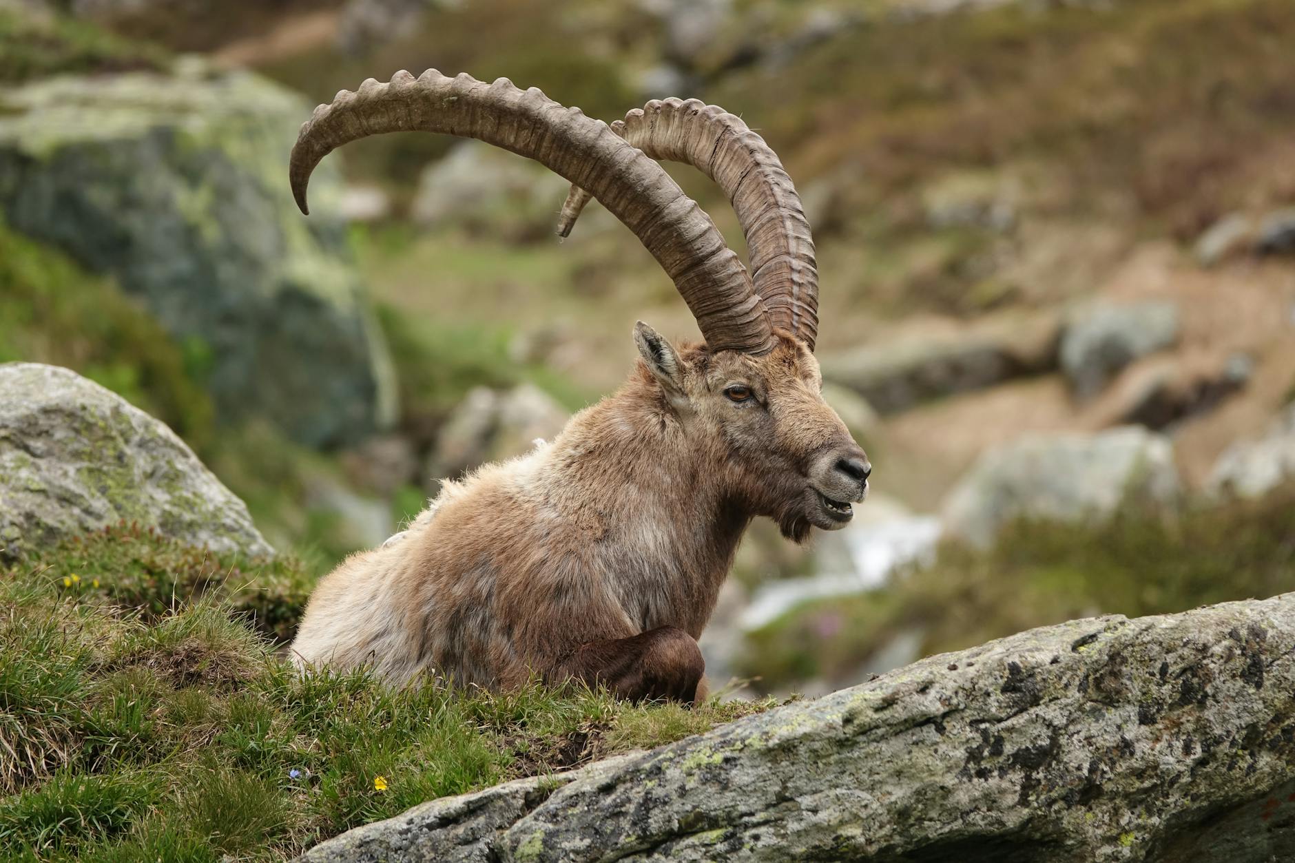 Parc national du Mercantour 2026 : randonnée, loups et Vallée des Merveilles
