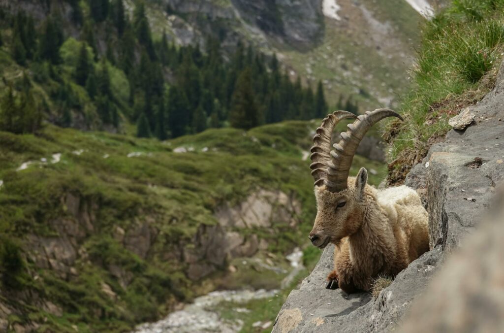 Parc national de la Vanoise 2026 : randonnée, bouquetins et glaciers de Savoie