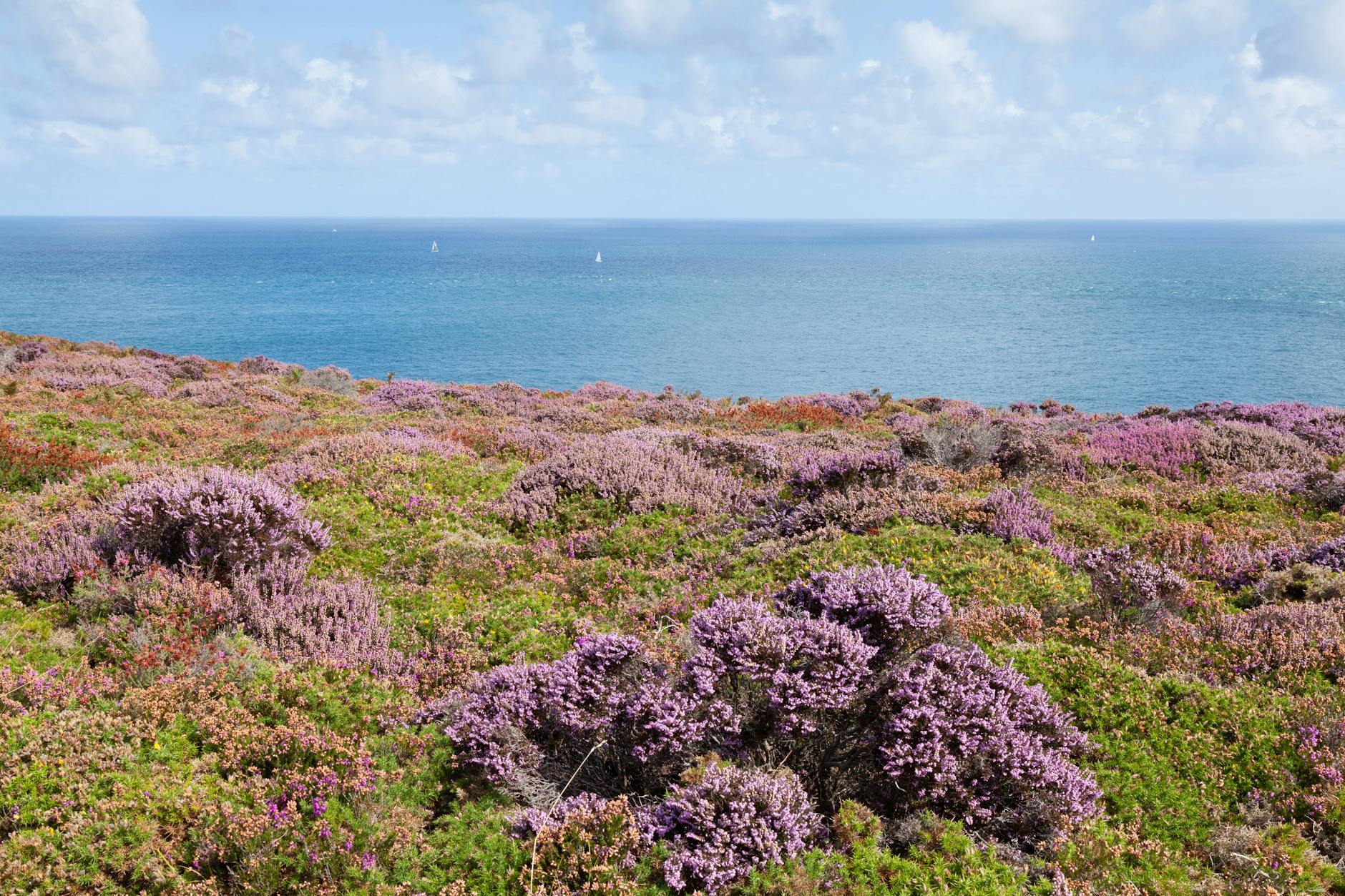 Randonnée en Bretagne intérieure en 2026 : Monts d'Arrée, GR37 et Kalon Menez Are