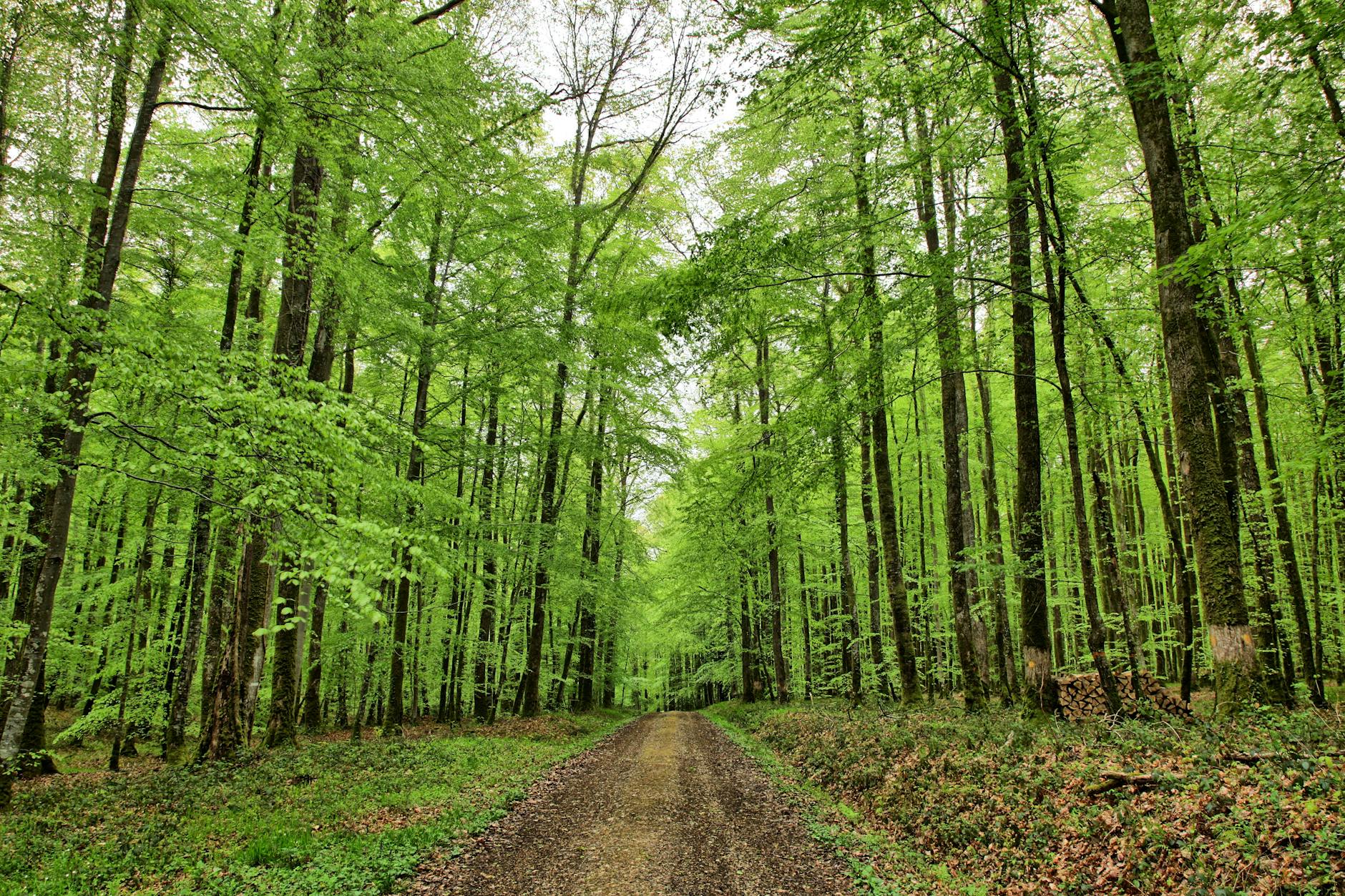 Randonnée dans les Vosges en 2026 : guide GR5, Sentier des Crêtes et Grand Ballon