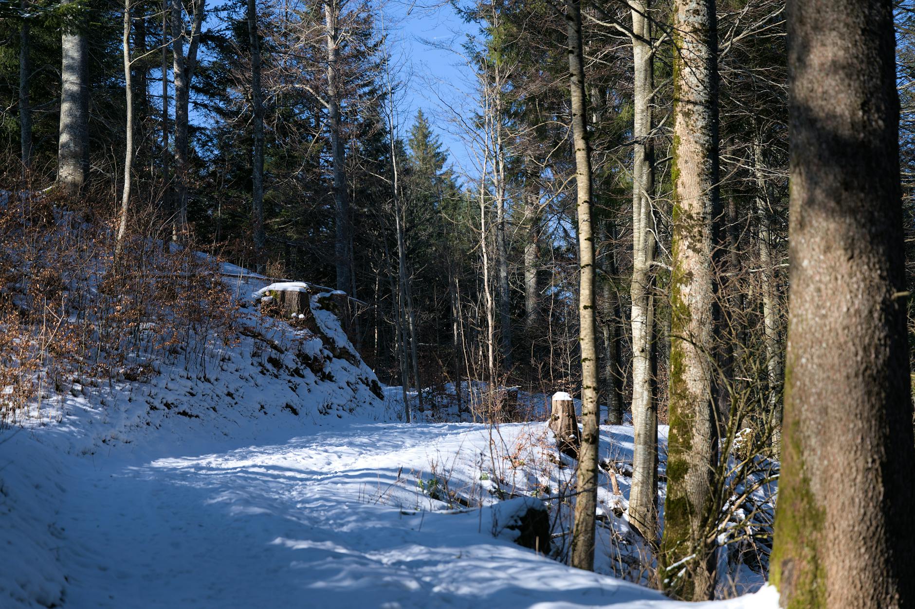 Panorama des montagnes du Jura sur le tracé du GR9 avec sentiers boisés en 2026