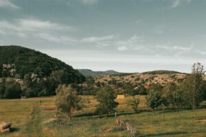 Morsure de serpent en France : quoi faire