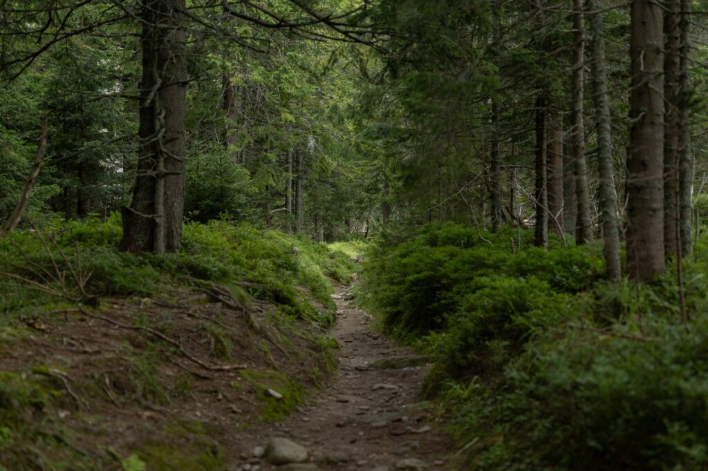 Sentier de randonnée estival traversant des herbes hautes en forêt, zone propice aux tiques