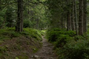 Tiques en randonnée : prévention et retrait