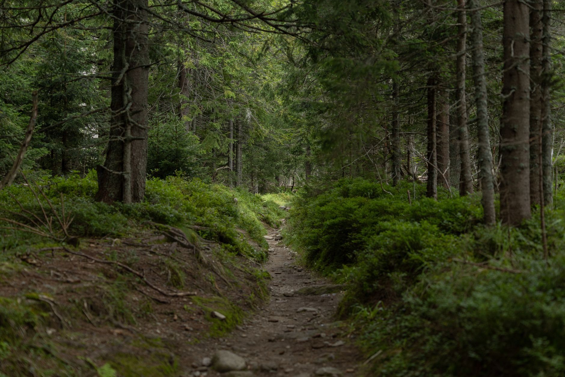 Sentier de randonnée estival traversant des herbes hautes en forêt, zone propice aux tiques
