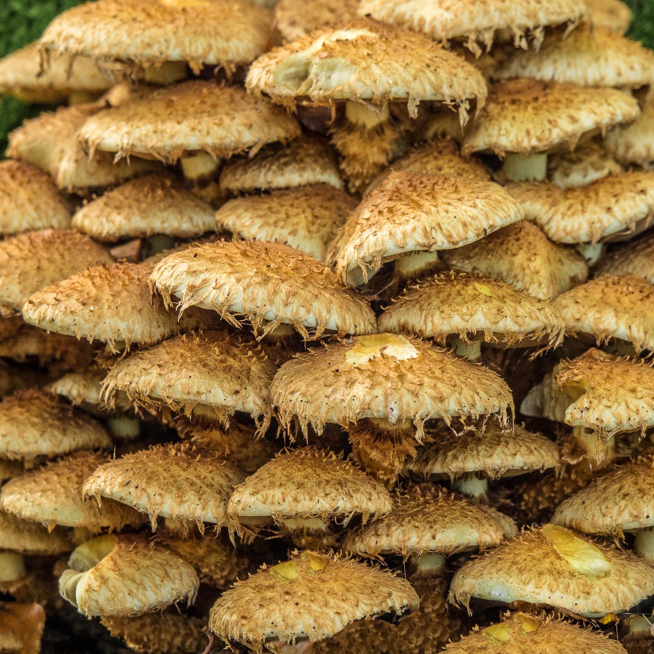 Panier en osier rempli de champignons sauvages fraîchement cueillis en sous-bois d'automne