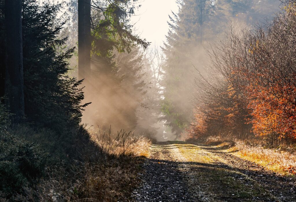 Sentier forestier en automne baigné de brume, saison de la cueillette des champignons en France