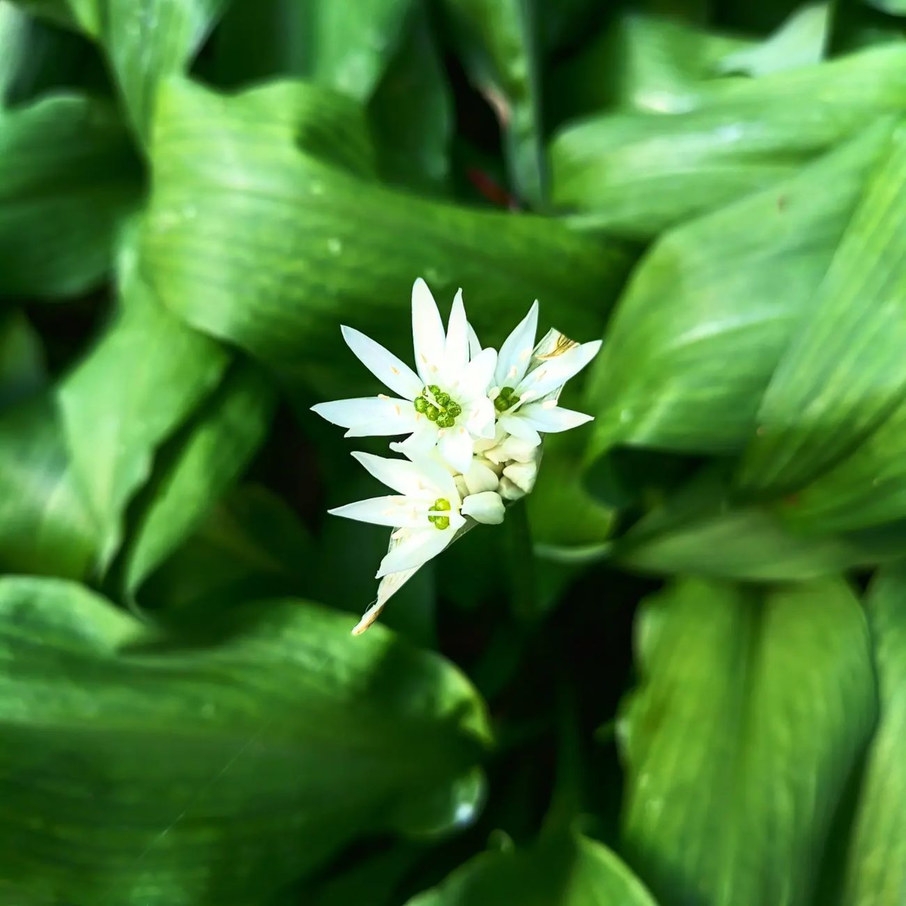 Gros plan sur une fleur d'edelweiss et ses bractées laineuses blanches en haute altitude