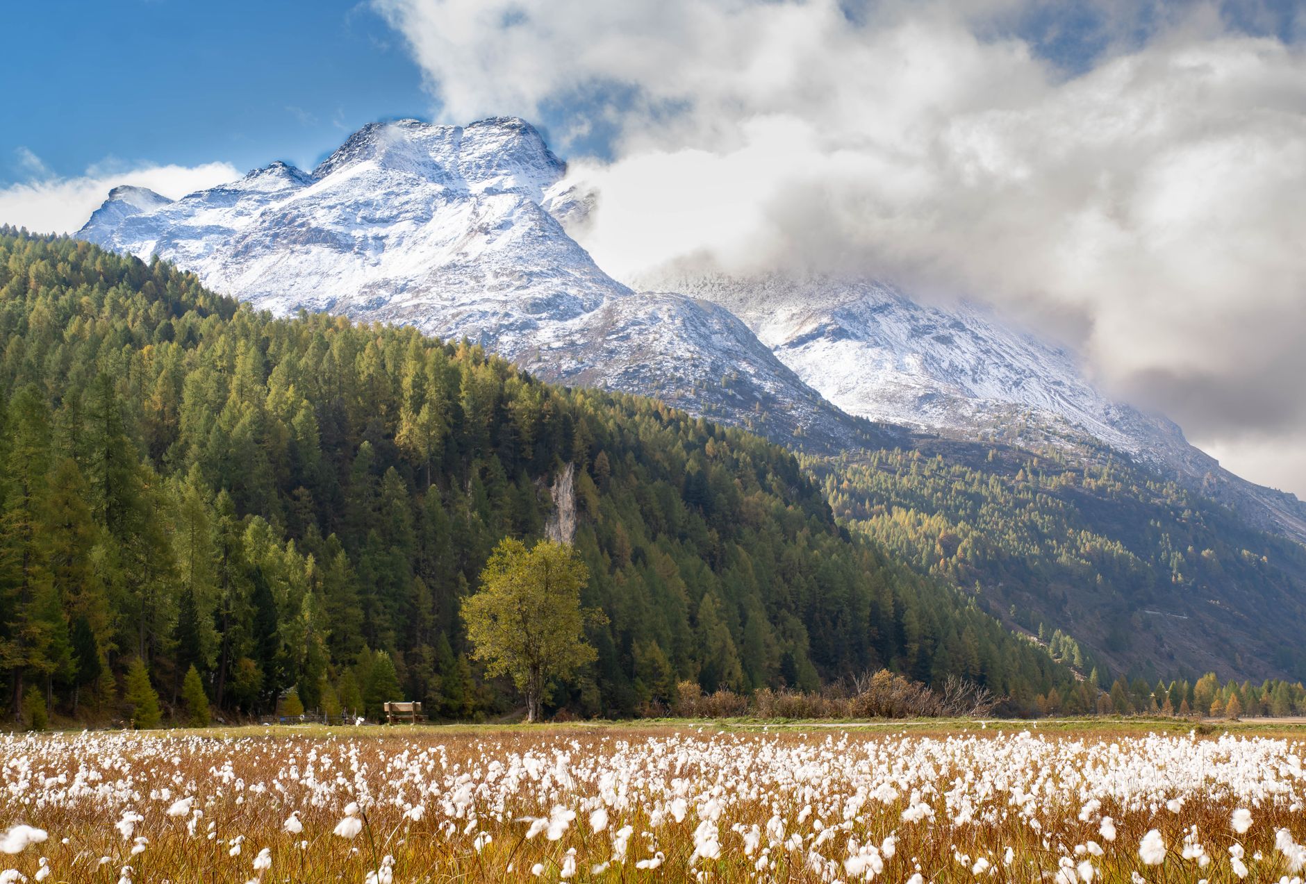 Edelweiss en fleur sur une pelouse alpine rocheuse, étoile blanche cotonneuse de haute montagne