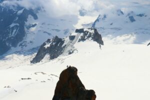 Parc national du Mercantour : loups et sommets
