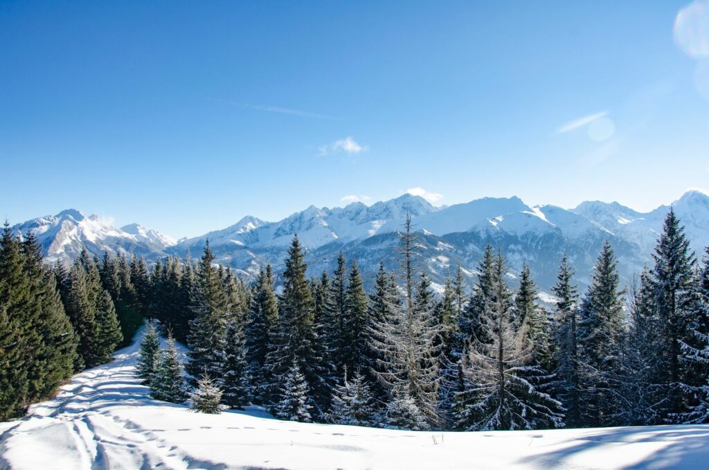 Forêt de sapins enneigée en montagne alpine sous un ciel d'hiver, paysage de randonnée hivernale