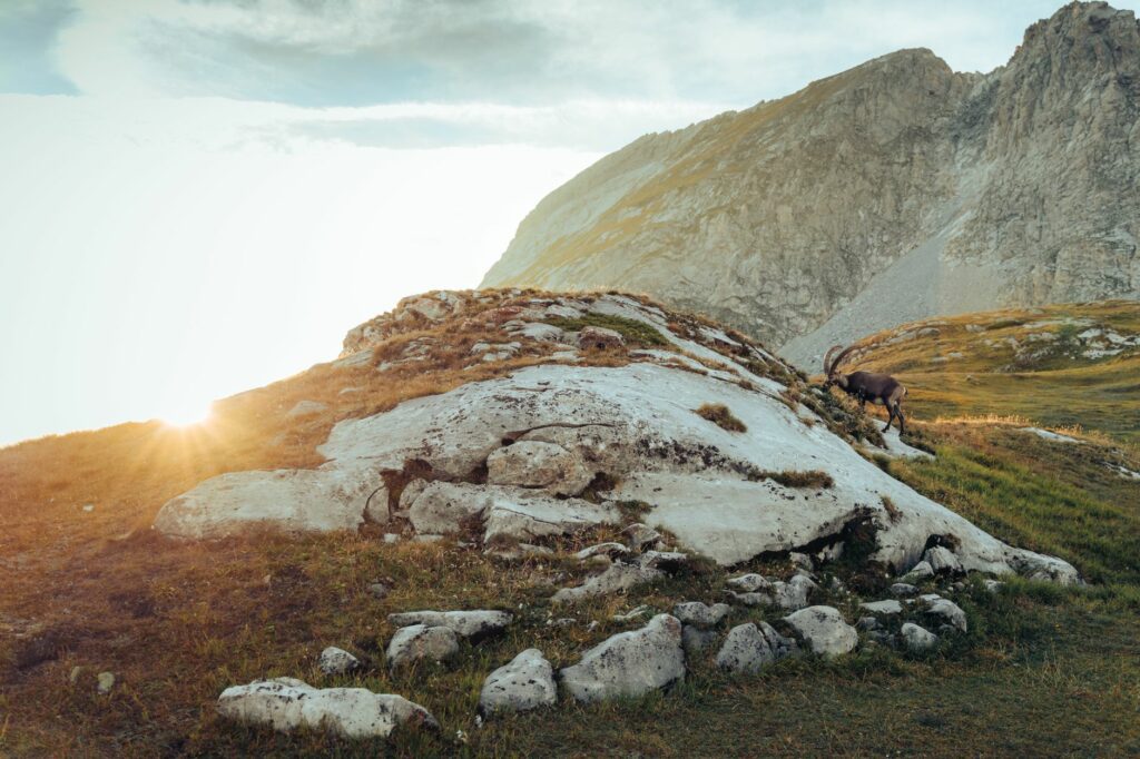 Bouquetin des Alpes juché sur une crête rocheuse, silhouette massive et cornes recourbées se détachant sur le ciel de montagne