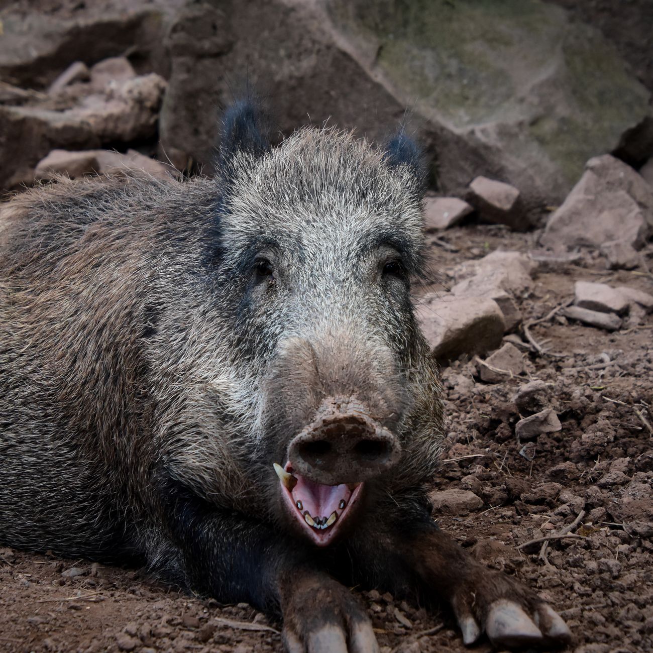 Gros plan sur une marmotte assise sur des rochers, observant les environs avant de regagner son terrier