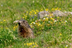 Marmottes en France : où les observer