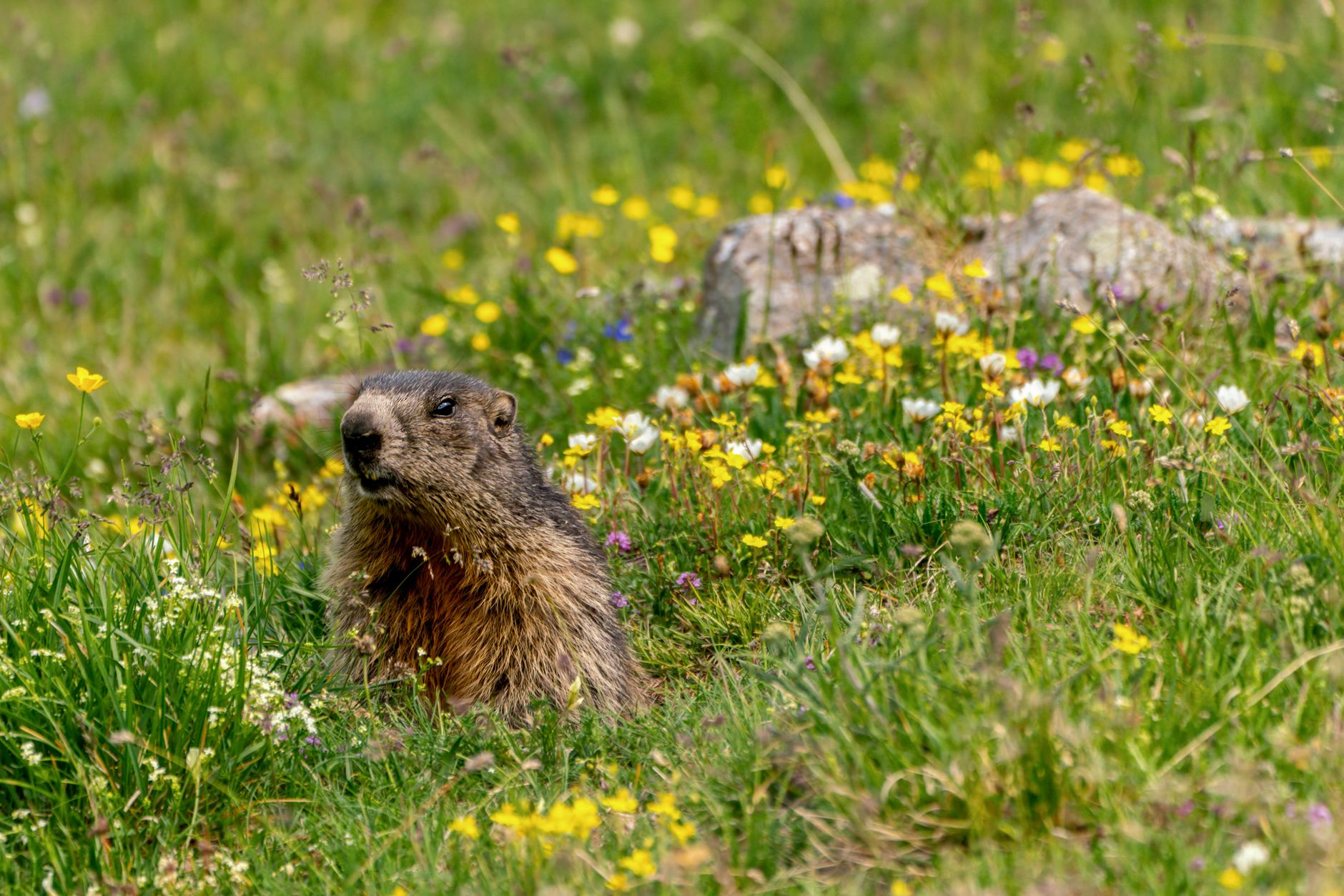 Marmotte des Alpes debout en alerte au milieu d'un alpage en fleurs, montagnes en arrière-plan, lumière du matin