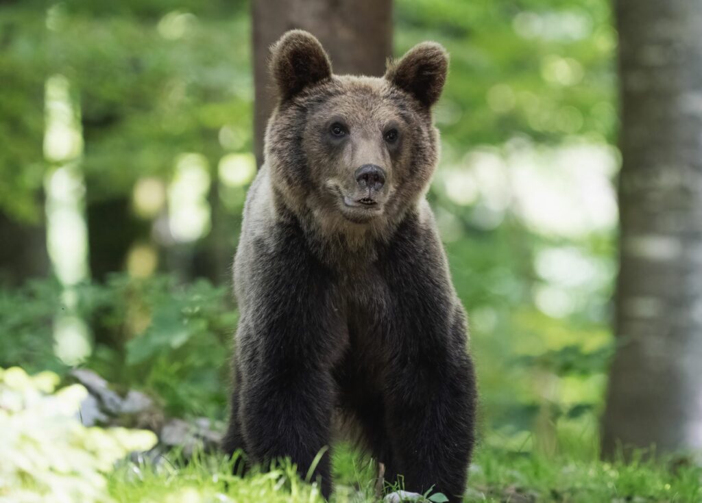 Ours brun sauvage dans une forêt de montagne dans les Pyrénées françaises, illustrant la présence de l'espèce protégée en 2026