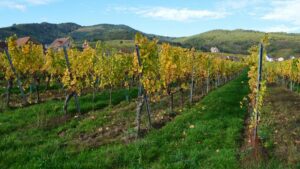 Randonnées Bourgogne : vignes et forêts