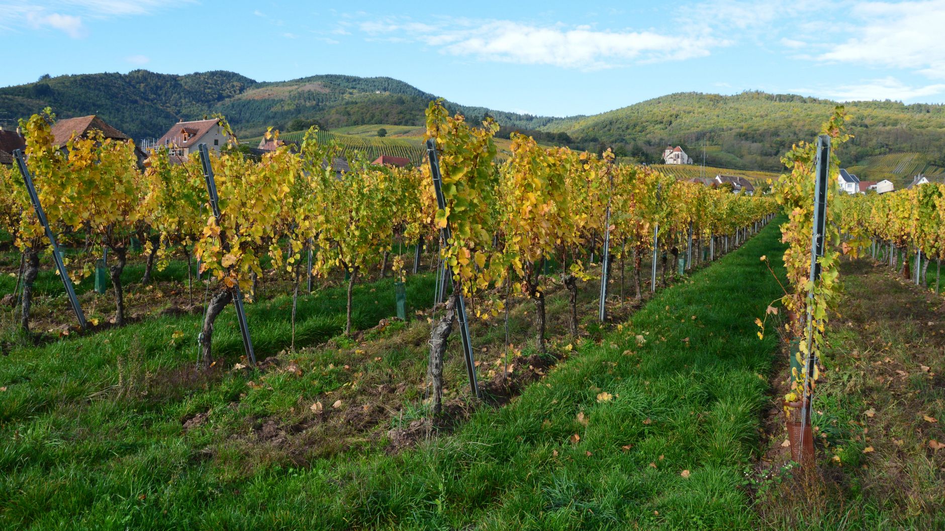 Vue panoramique sur les coteaux du vignoble bourguignon en été, rangées de vignes verdoyantes s'étendant vers l'horizon sous un ciel dégagé