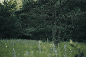 Floraison des orchidées sauvages en France