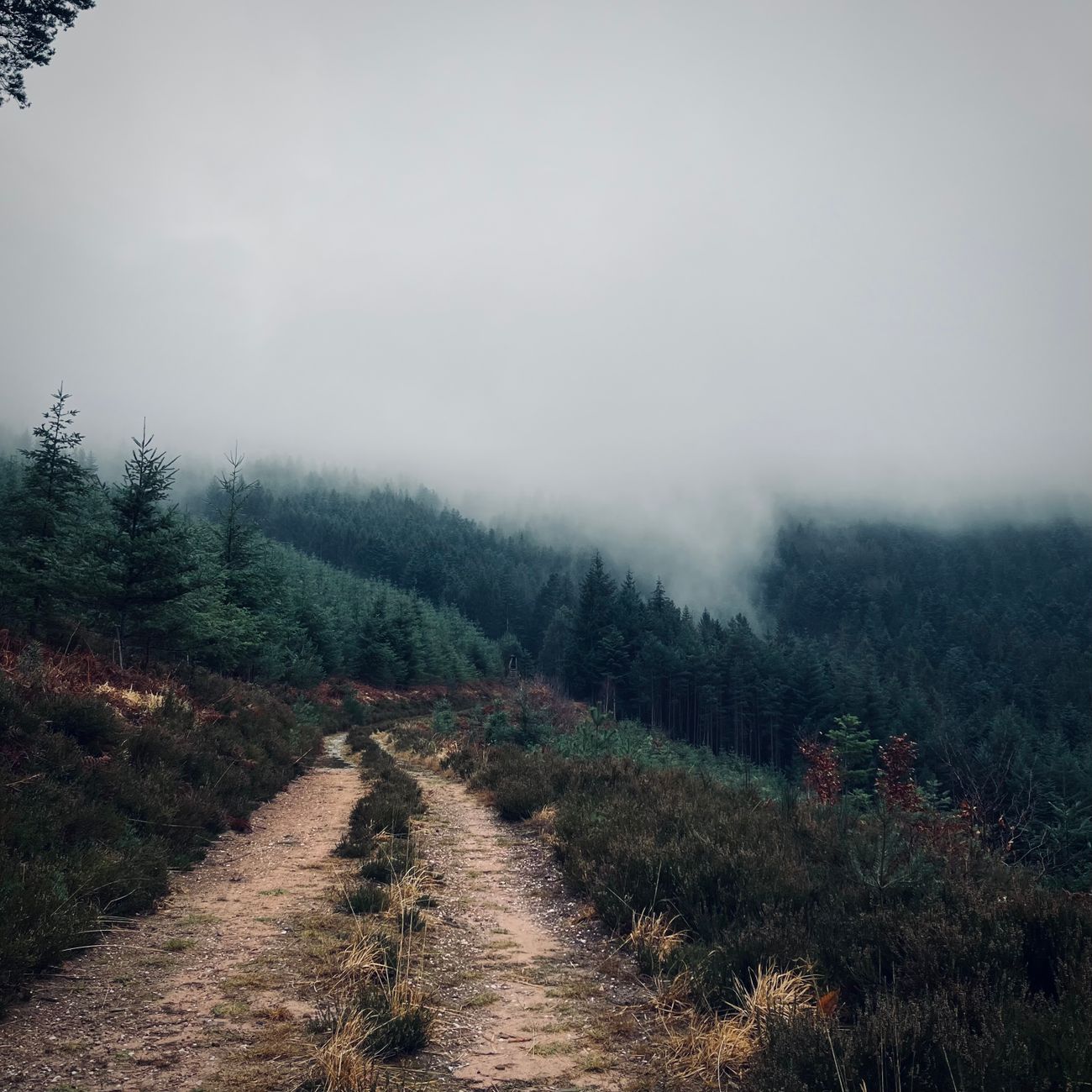 Enfants randonnant à pied sur un chemin forestier ombragé lors d'une sortie familiale accessible