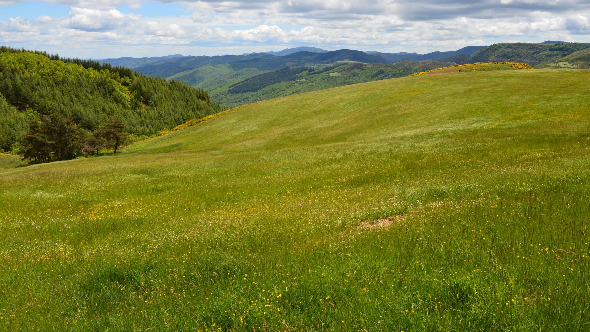Panorama sur les crêtes boisées et les vallées cévenoles du Parc national des Cévennes, terrain de randonnée entre Mont Lozère et Causses