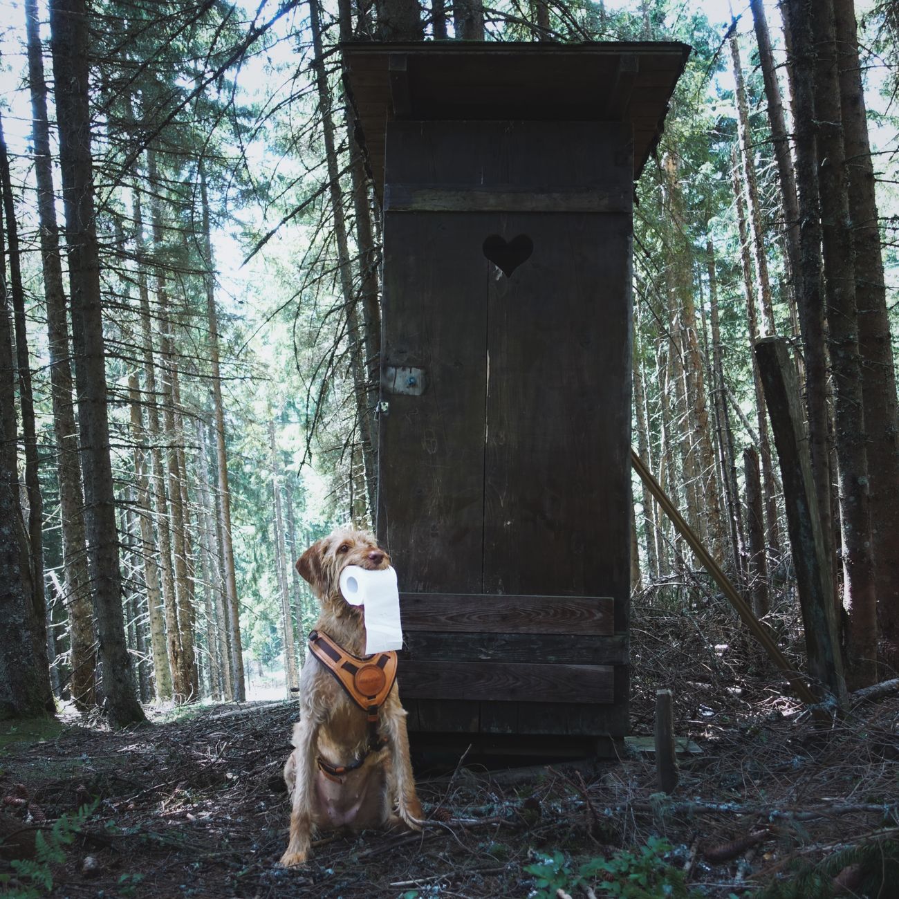 Gros plan sur un chien de randonnée en laisse longe marchant aux côtés de son maître sur un chemin de terre en pleine nature
