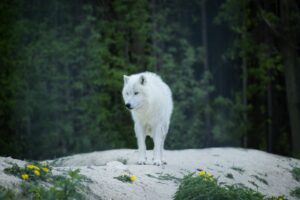 Loups en France : carte 2026 et sécurité