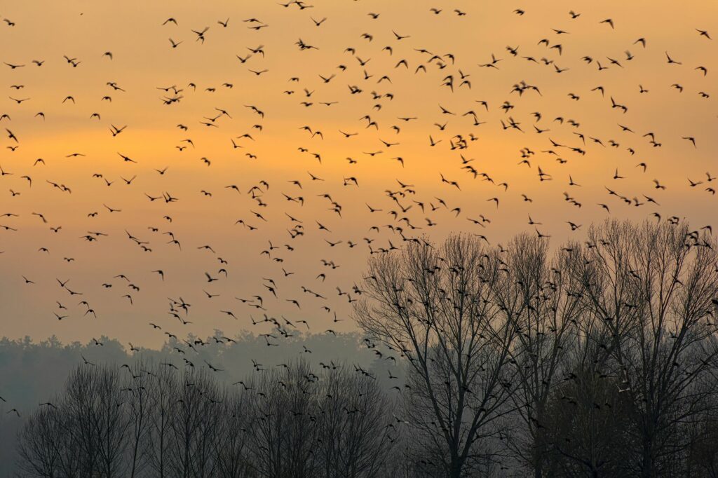 Grand vol d'oiseaux migrateurs traversant un ciel d'automne au-dessus d'une vallée de montagne au lever du soleil