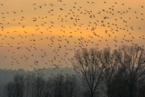 Oiseaux migrateurs : calendrier 2026