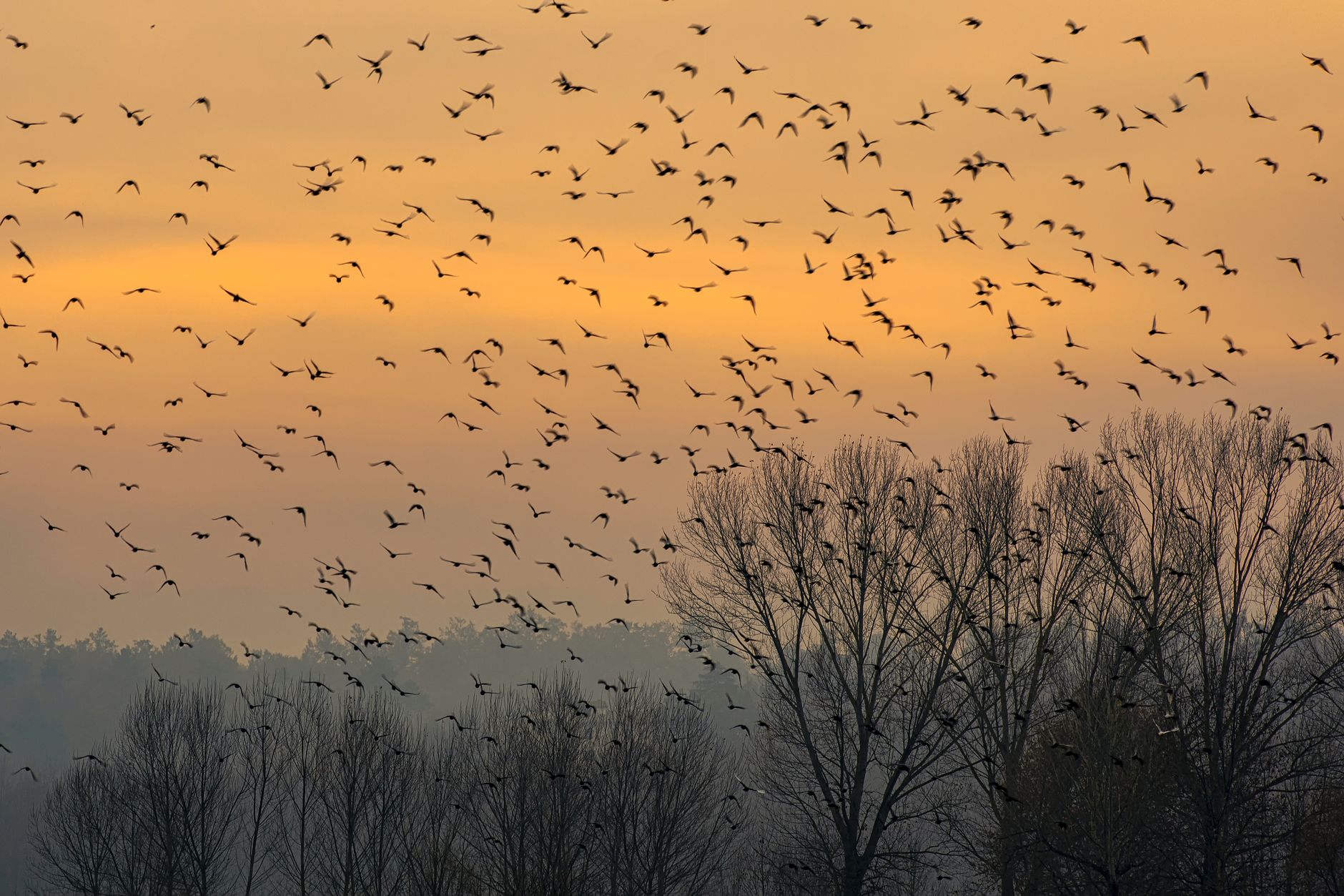 Grand vol d'oiseaux migrateurs traversant un ciel d'automne au-dessus d'une vallée de montagne au lever du soleil