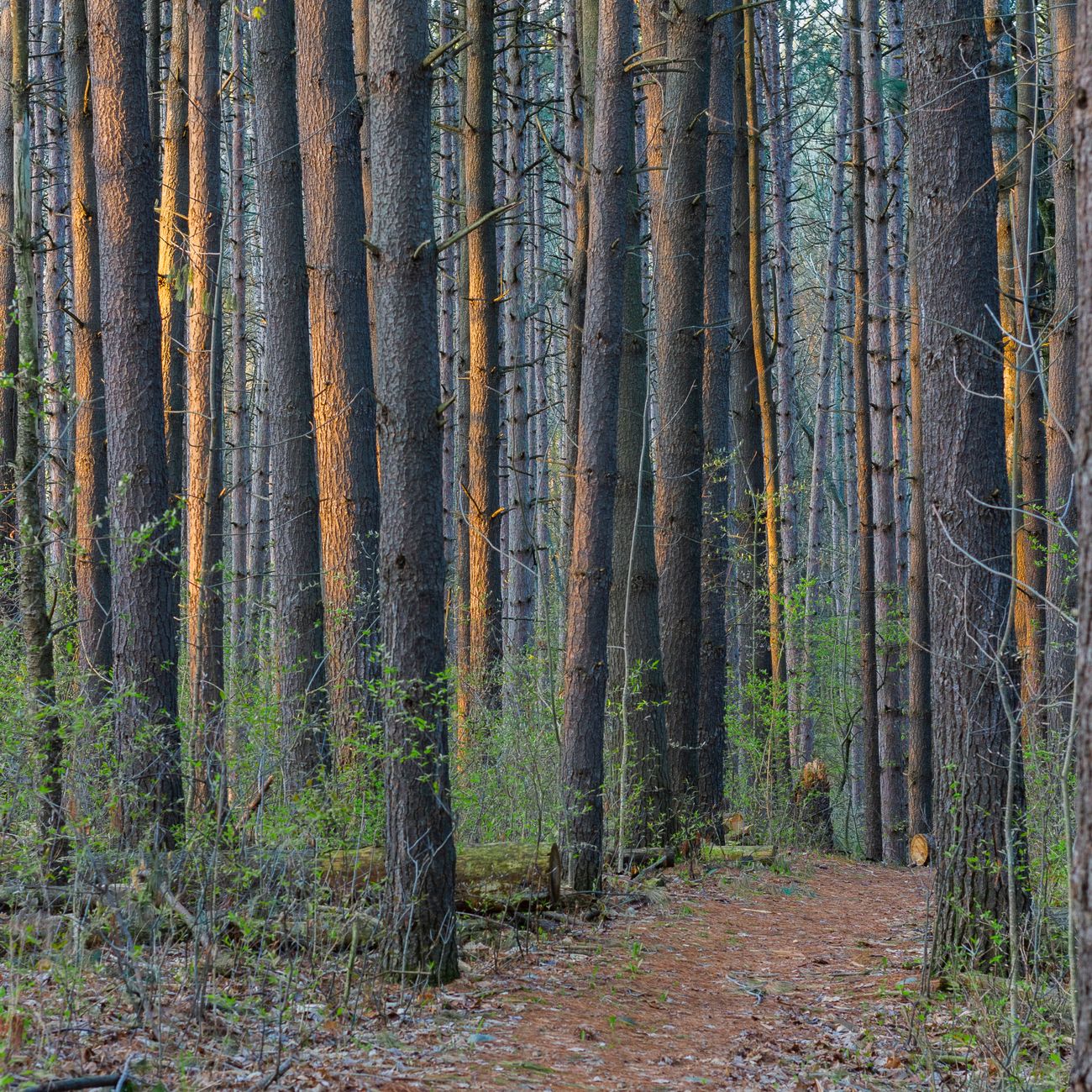 Chaussures de randonnée posées sur un sentier bordé de fougères et de sous-bois, symbolisant l'écart nécessaire par rapport au chemin pour s'isoler discrètement