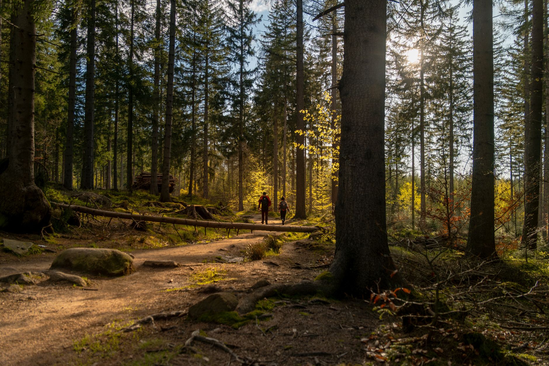 Sentier forestier baigné de lumière matinale traversant la montagne, illustrant un cadre naturel préservé propice aux bonnes pratiques écologiques en randonnée