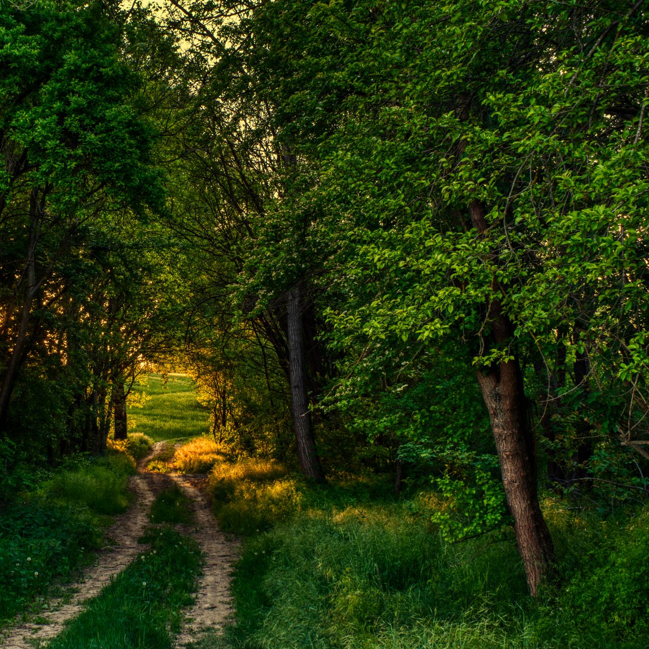 Chemin forestier en terre sous les feuillus au coucher du soleil, ambiance d'une étape de traversée en forêt