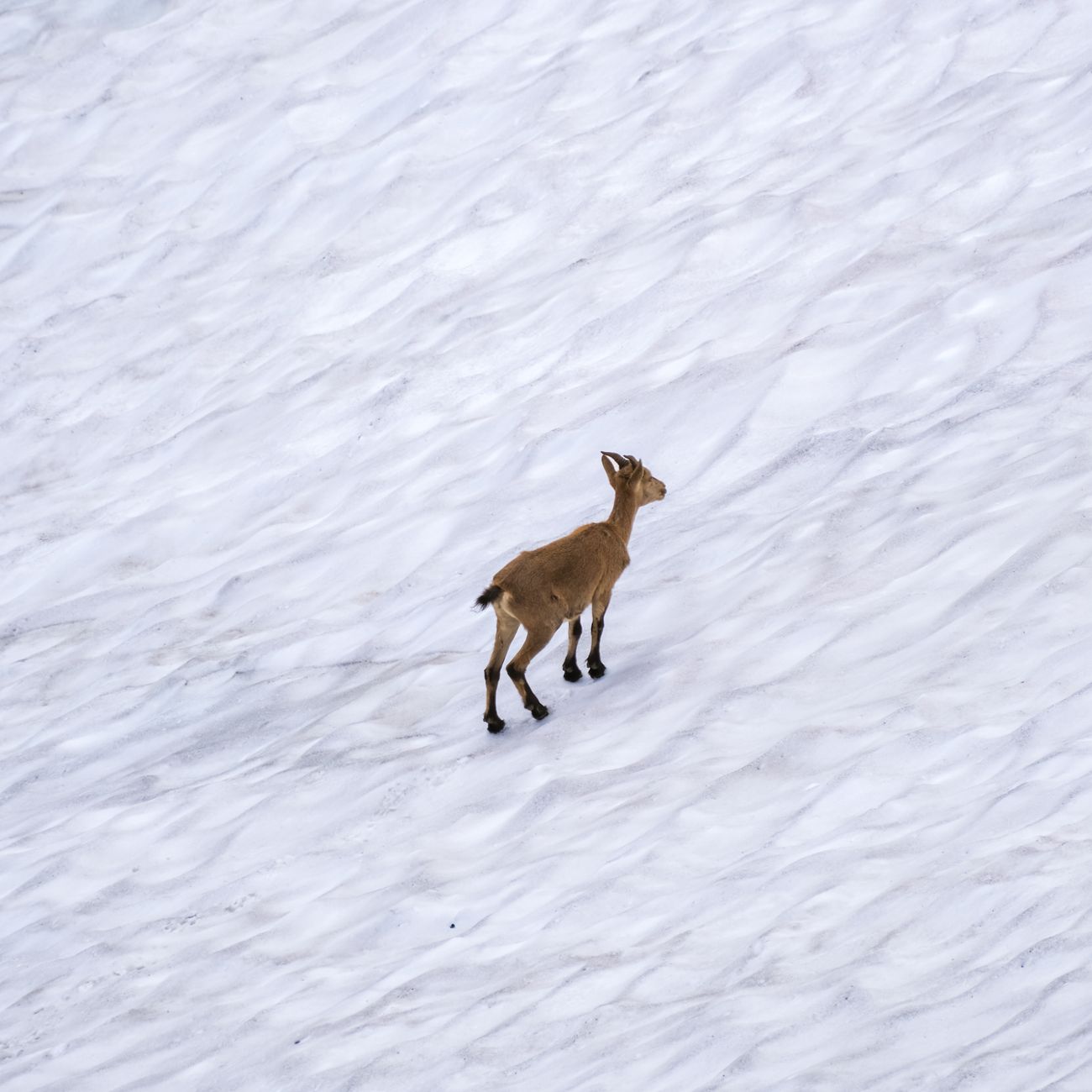 Jeune bouquetin traversant un névé en montagne, espèce réintroduite dans les Pyrénées françaises depuis 2014