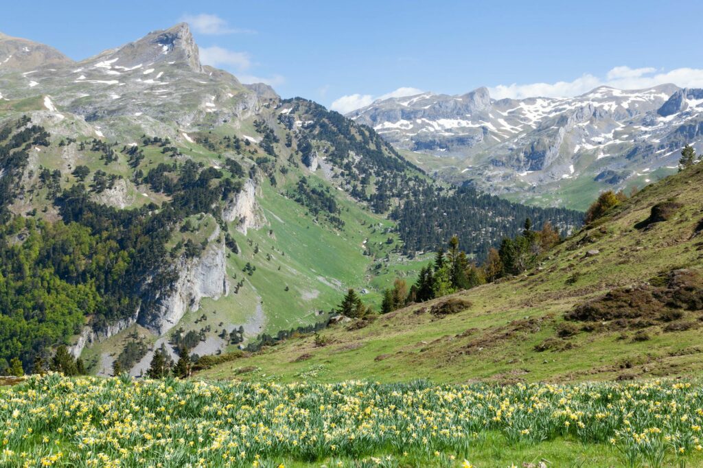 Prairie de jonquilles sauvages au printemps devant les sommets calcaires enneigés d'une vallée du Parc national des Pyrénées