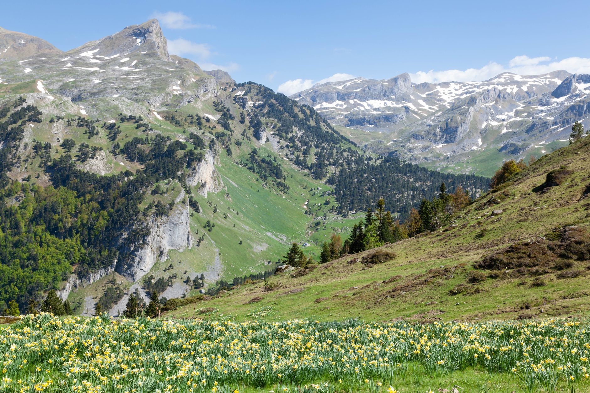 Prairie de jonquilles sauvages au printemps devant les sommets calcaires enneigés d'une vallée du Parc national des Pyrénées