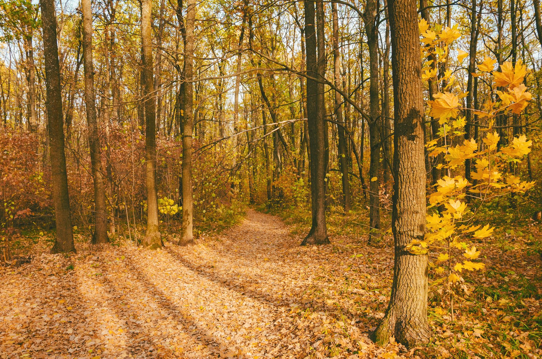 Sentier forestier en automne bordé d'arbres aux feuillages jaunes et orangés, signe du changement de saison