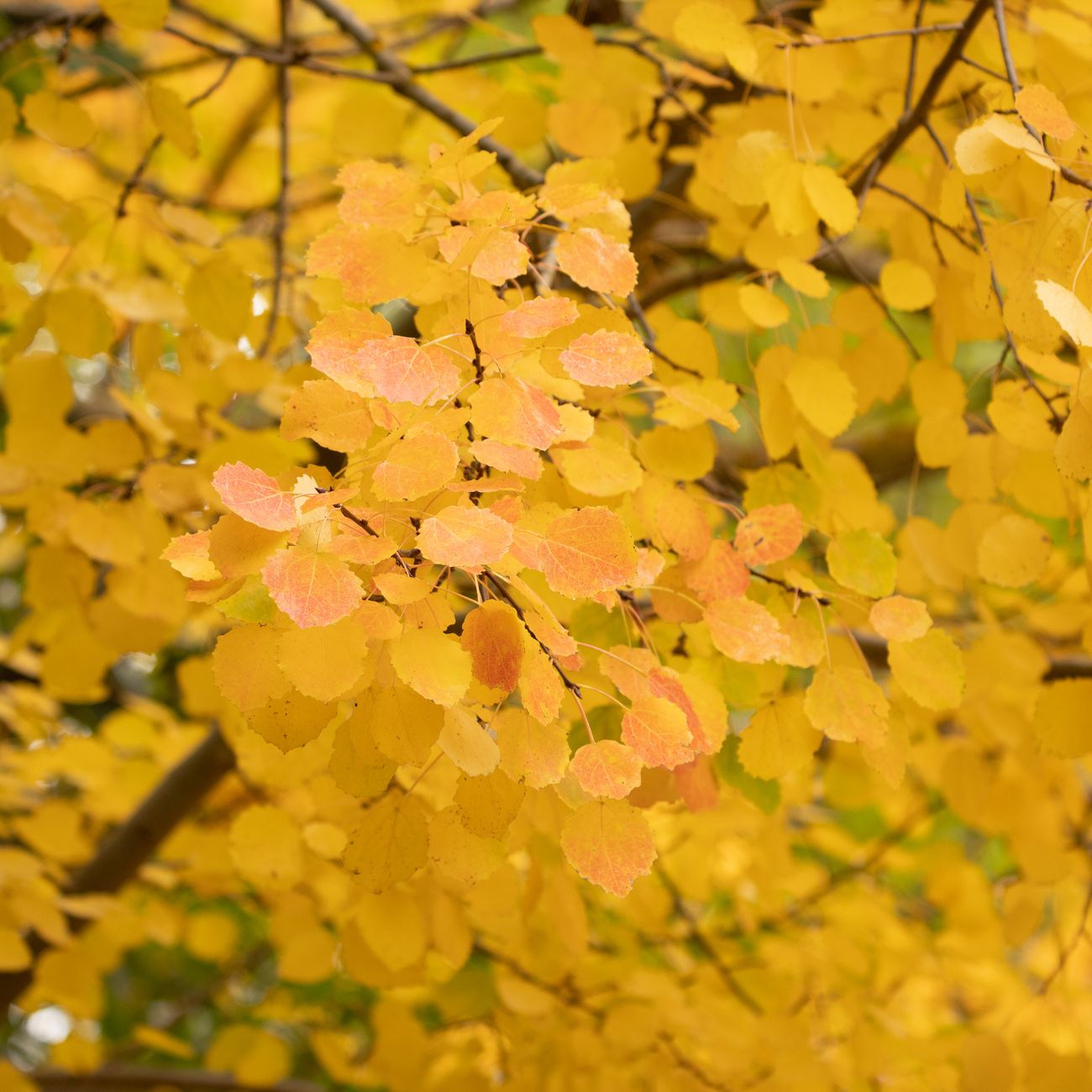 Feuilles de tremble virant du jaune à l'orangé en octobre, signe de la sénescence automnale des feuillus