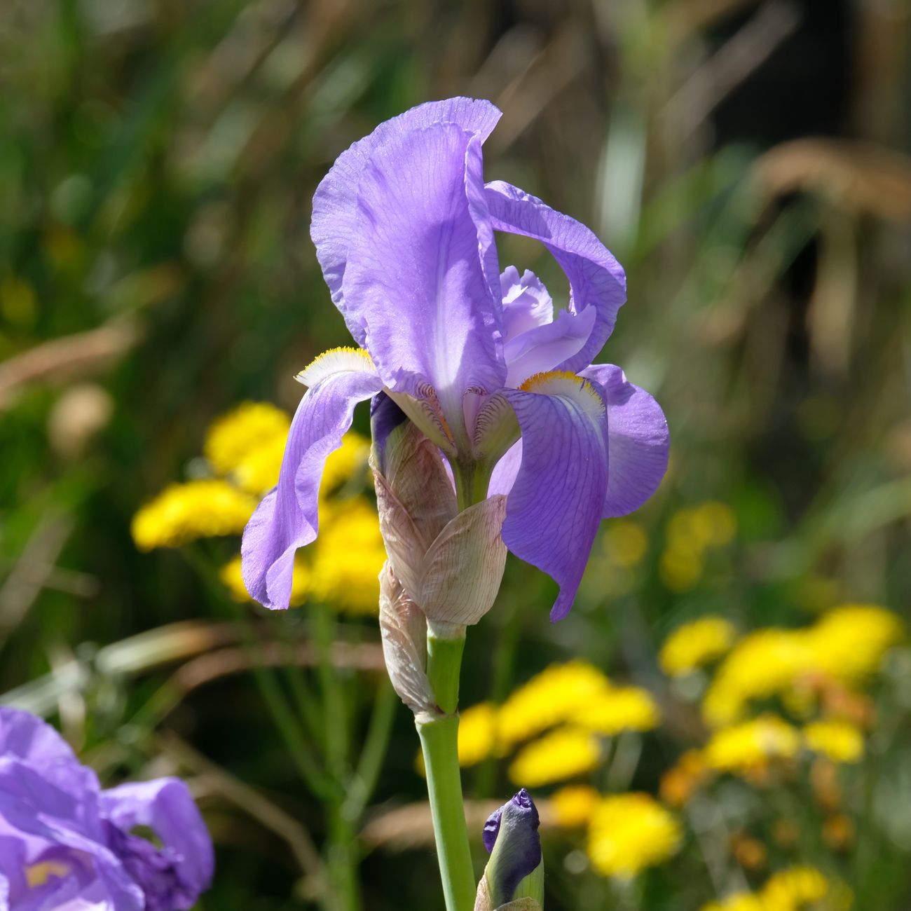 Gros plan sur une fleur sauvage de montagne, à observer sans la cueillir ni la toucher en randonnée