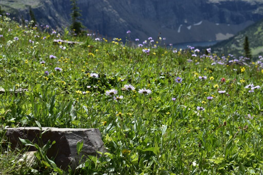 Prairie alpine fleurie au pied des sommets, milieu où poussent plusieurs plantes toxiques de montagne