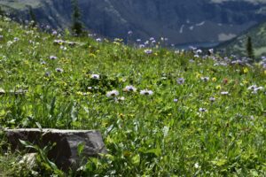Plantes toxiques à éviter en montagne