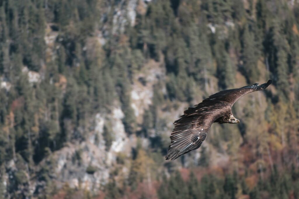 Vautour moine planant ailes déployées devant un versant boisé et rocheux des Alpes en automne