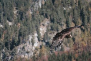 Rapaces des Alpes : les identifier en vol