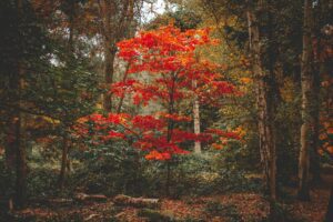 Reconnaître les arbres de nos forêts